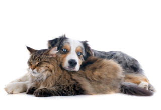 �y�b�g���V�@�L���@�L�@���@�˂��@���ʁ@������