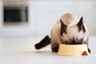 �y�b�g�z�e���@�L���@�L�@�˂��@���K