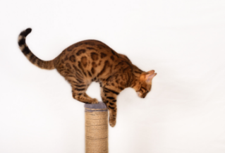 �y�b�g�z�e���@�L���@�L�@�˂��@�n���h���C�h�@�܂Ƃ�